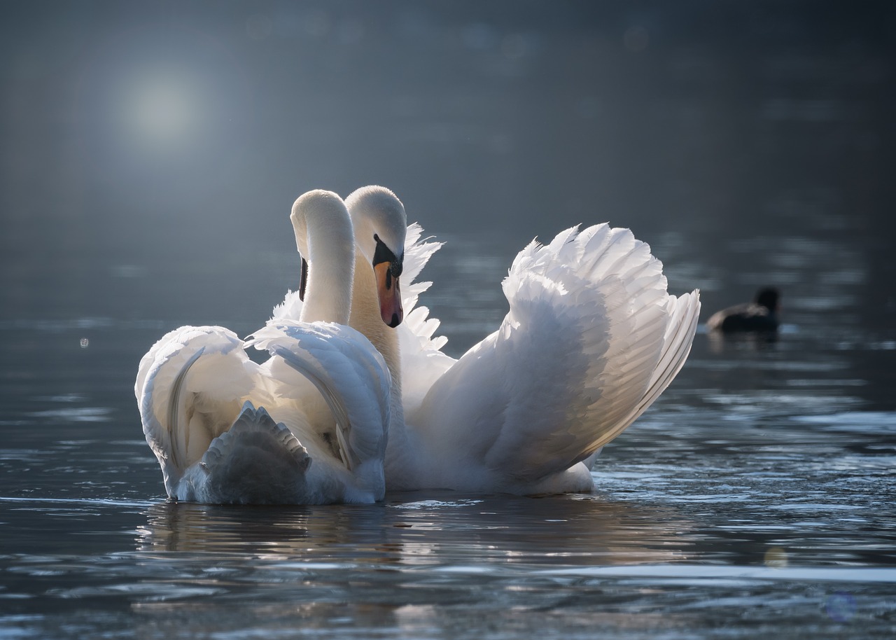 swan  pair  love free photo