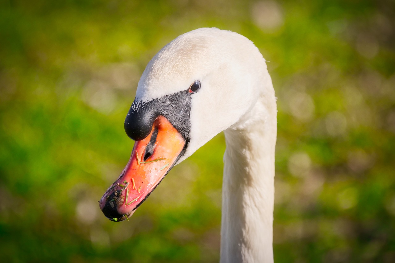 swan  head  portrait free photo