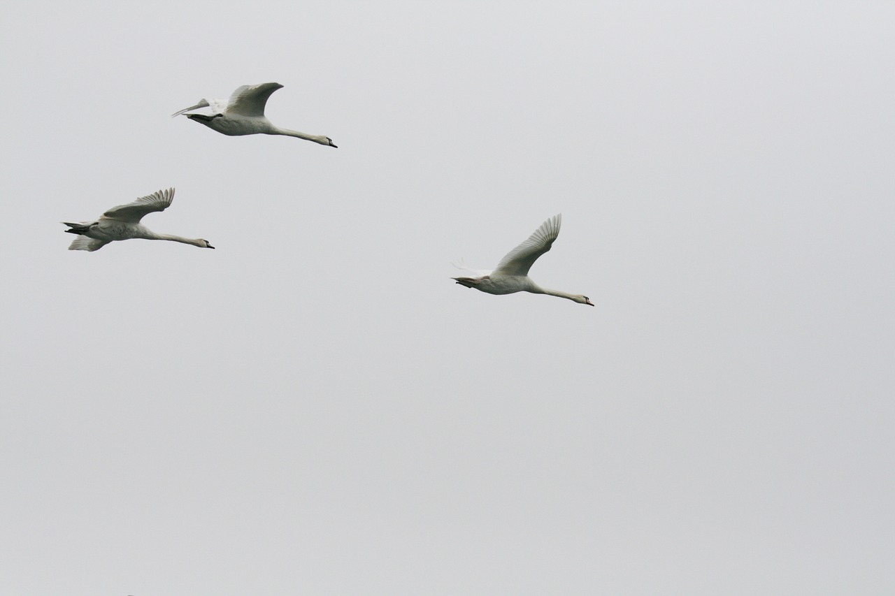 swan  flying  sky free photo