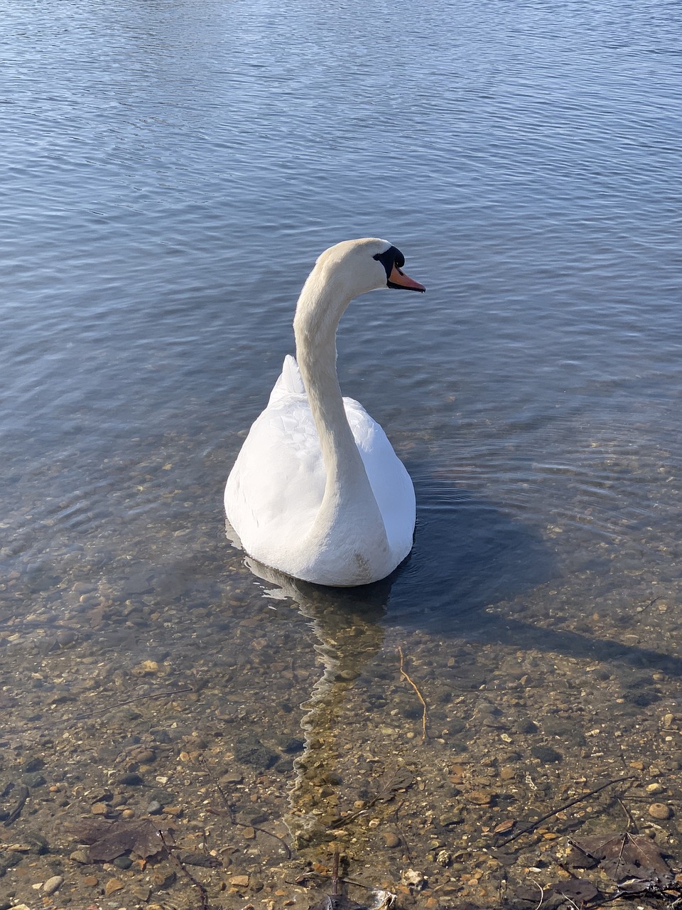 swan  lake  bird free photo