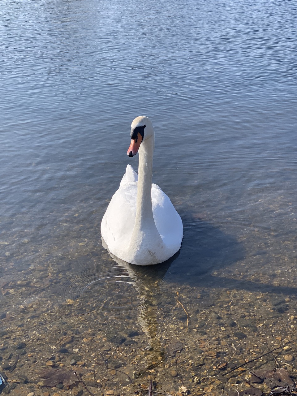 swan  peace  lake free photo