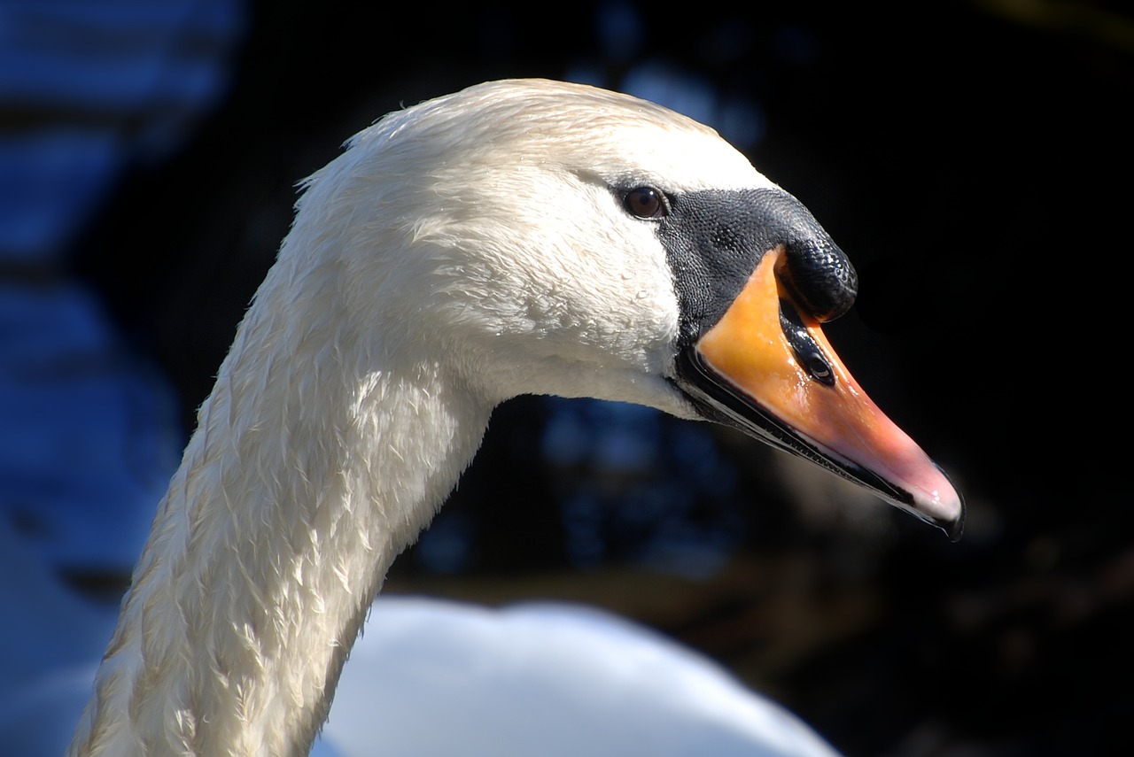 swan  water  lake free photo