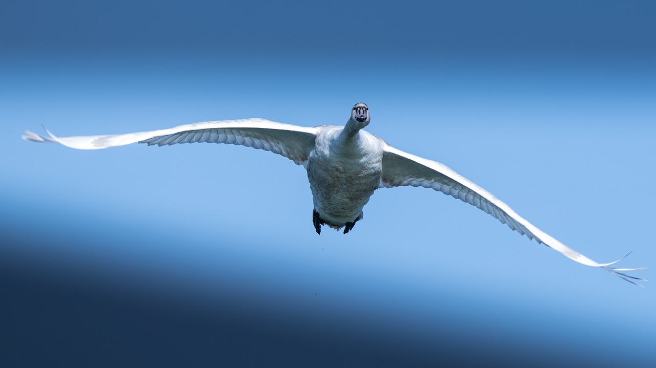 swan  waterfowl  flight free photo