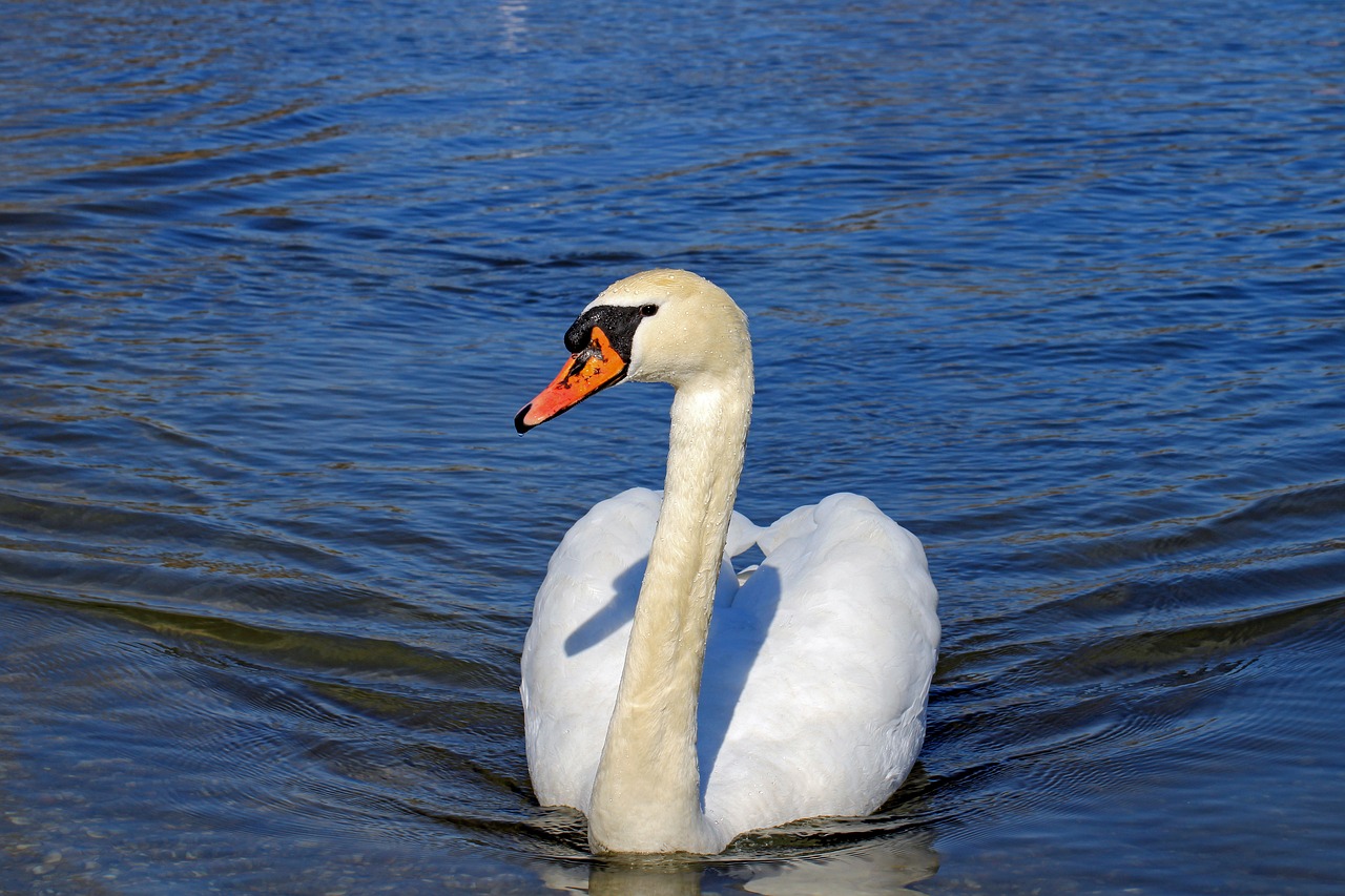 swan  animal world  water bird free photo