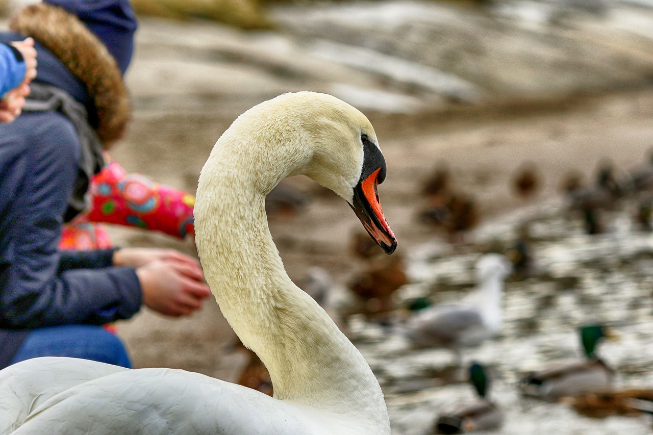 swan  people  wildlife free photo