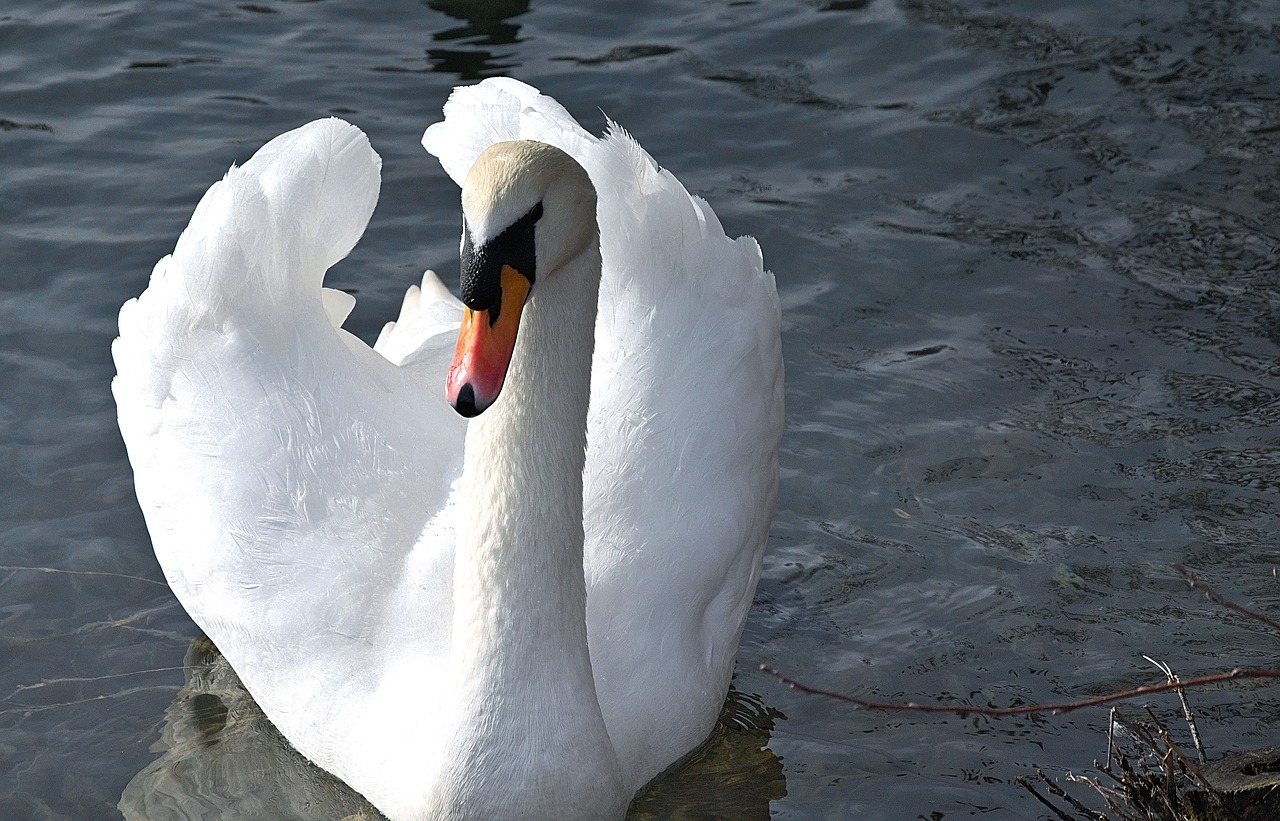 swan  white  elegant free photo