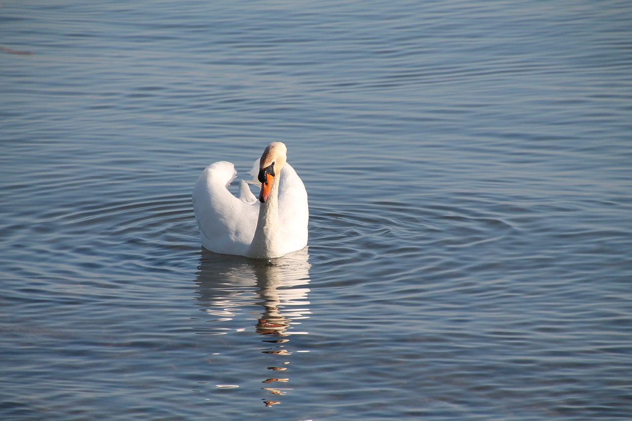 swan  water  lake free photo