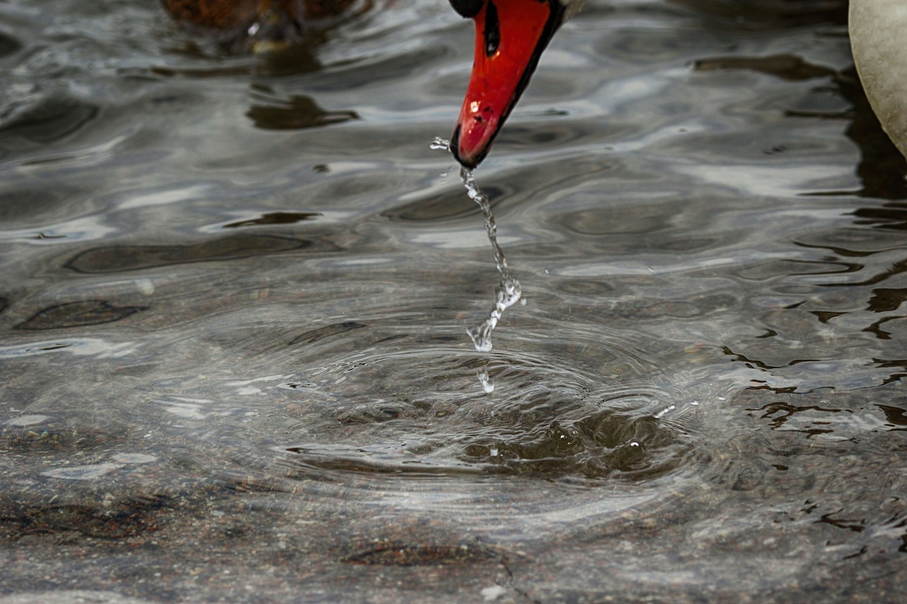 swan  water drop  sea free photo