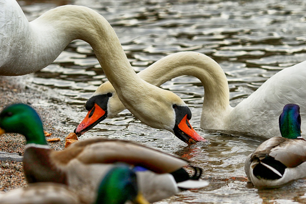 swan  nature  bird free photo