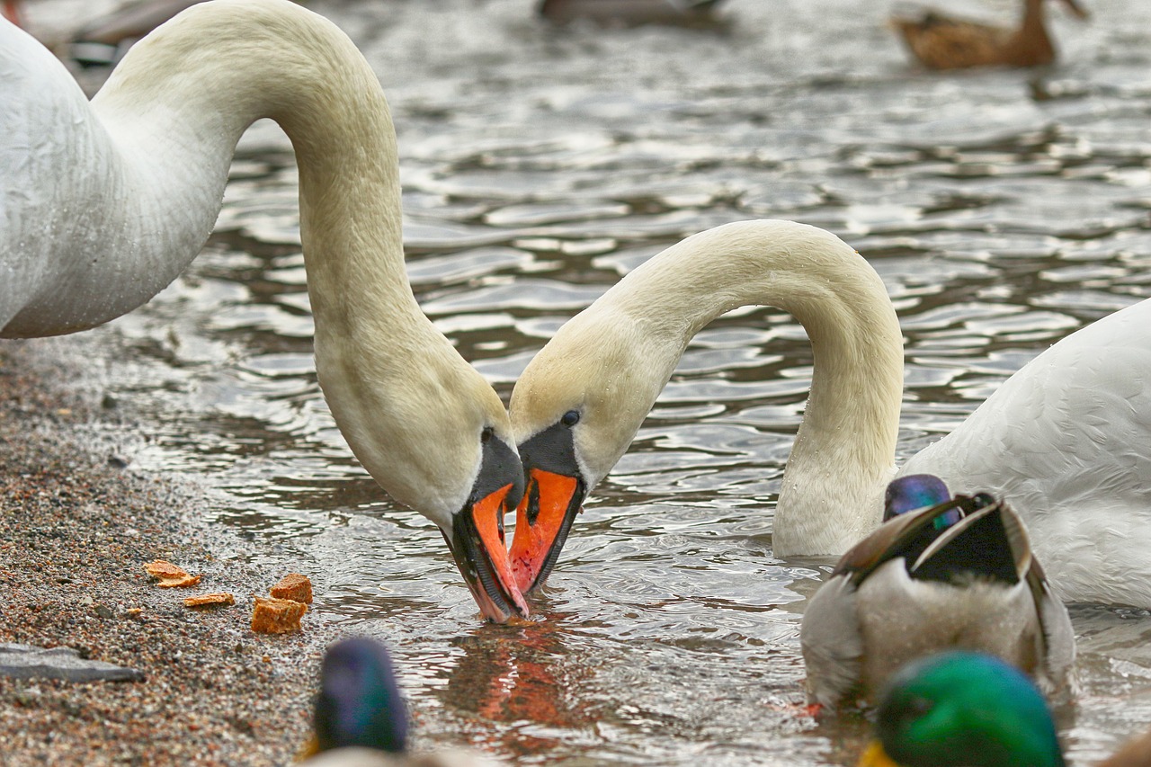 swan  nature  bird free photo