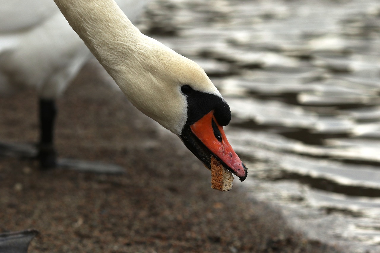 swan  eating  nature free photo