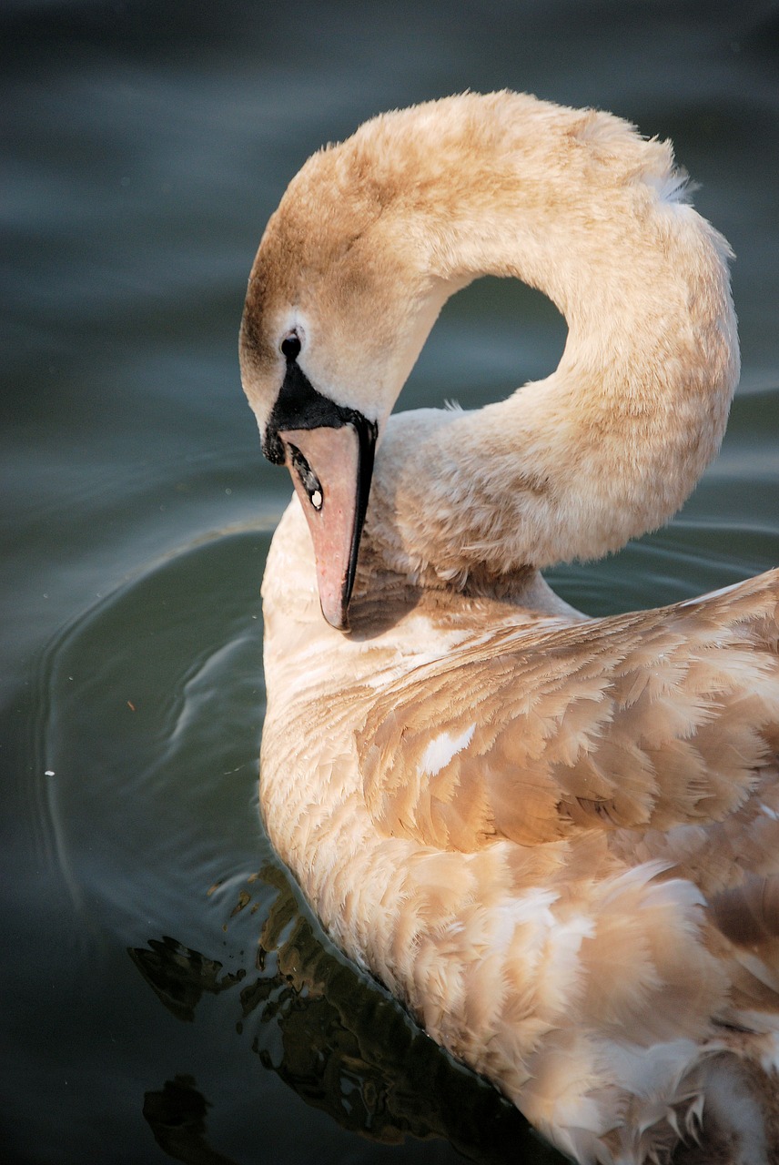 swan cygnet bird free photo