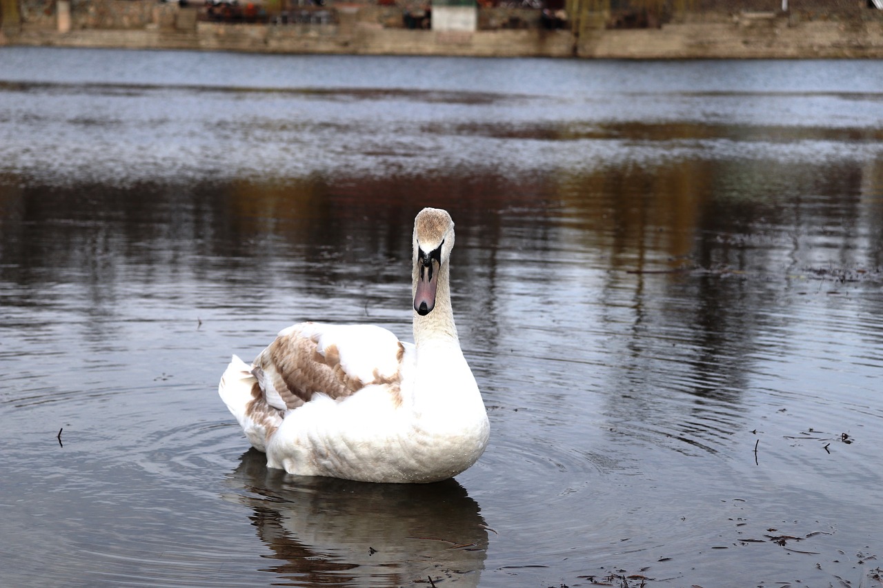 swan  romania  lake free photo