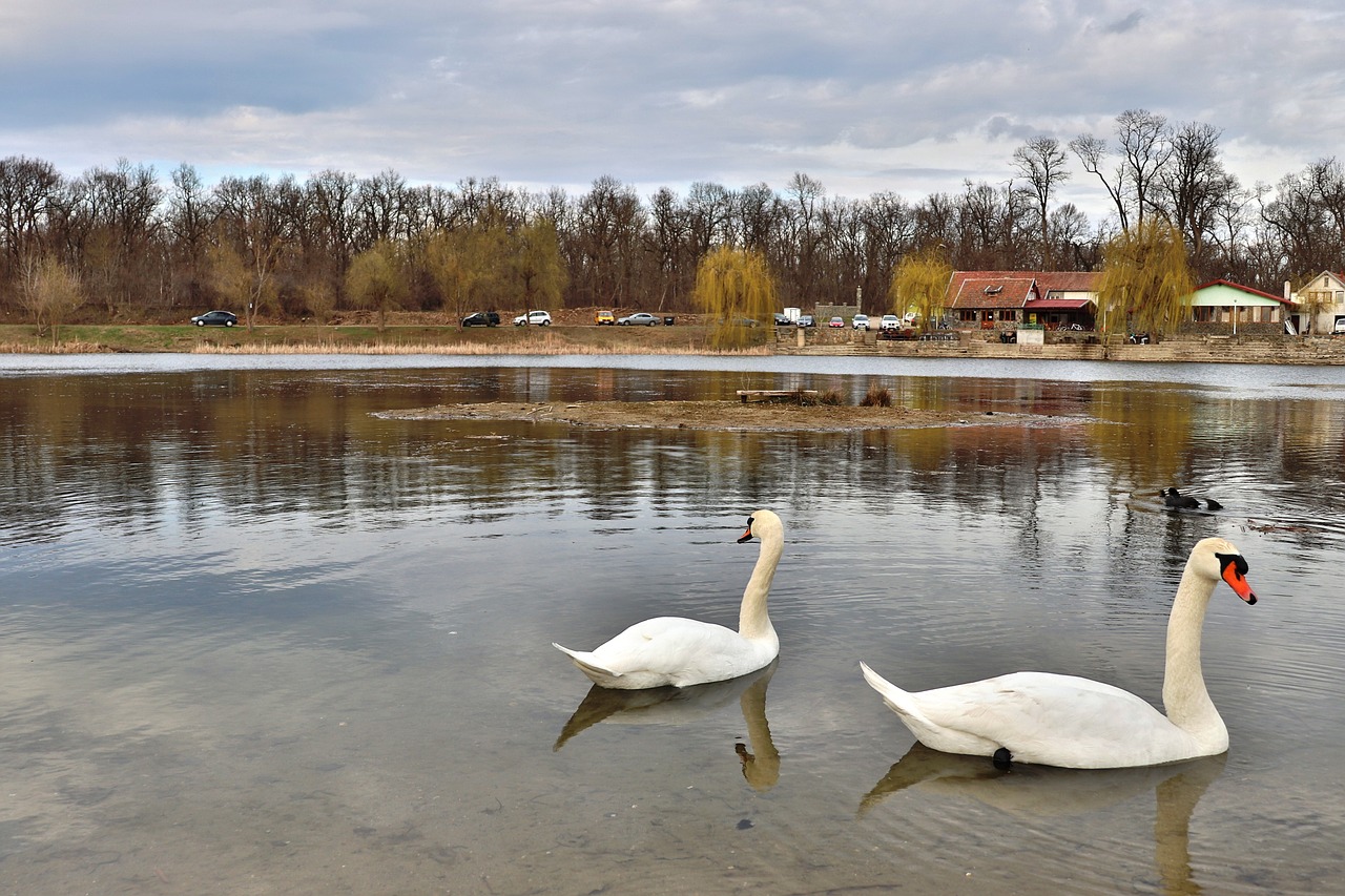 swan  romania  lake free photo