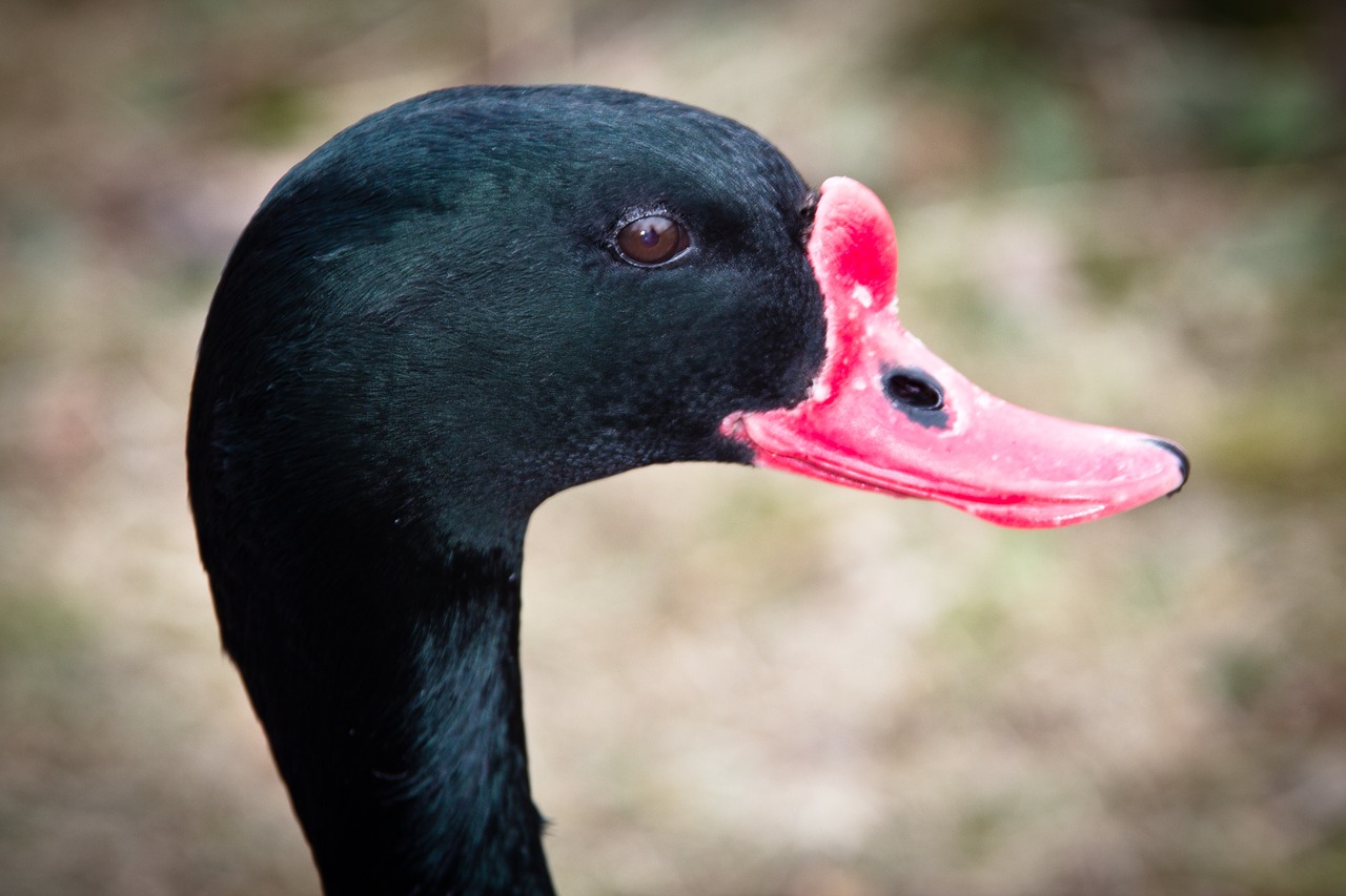 swan  black swan  water bird free photo