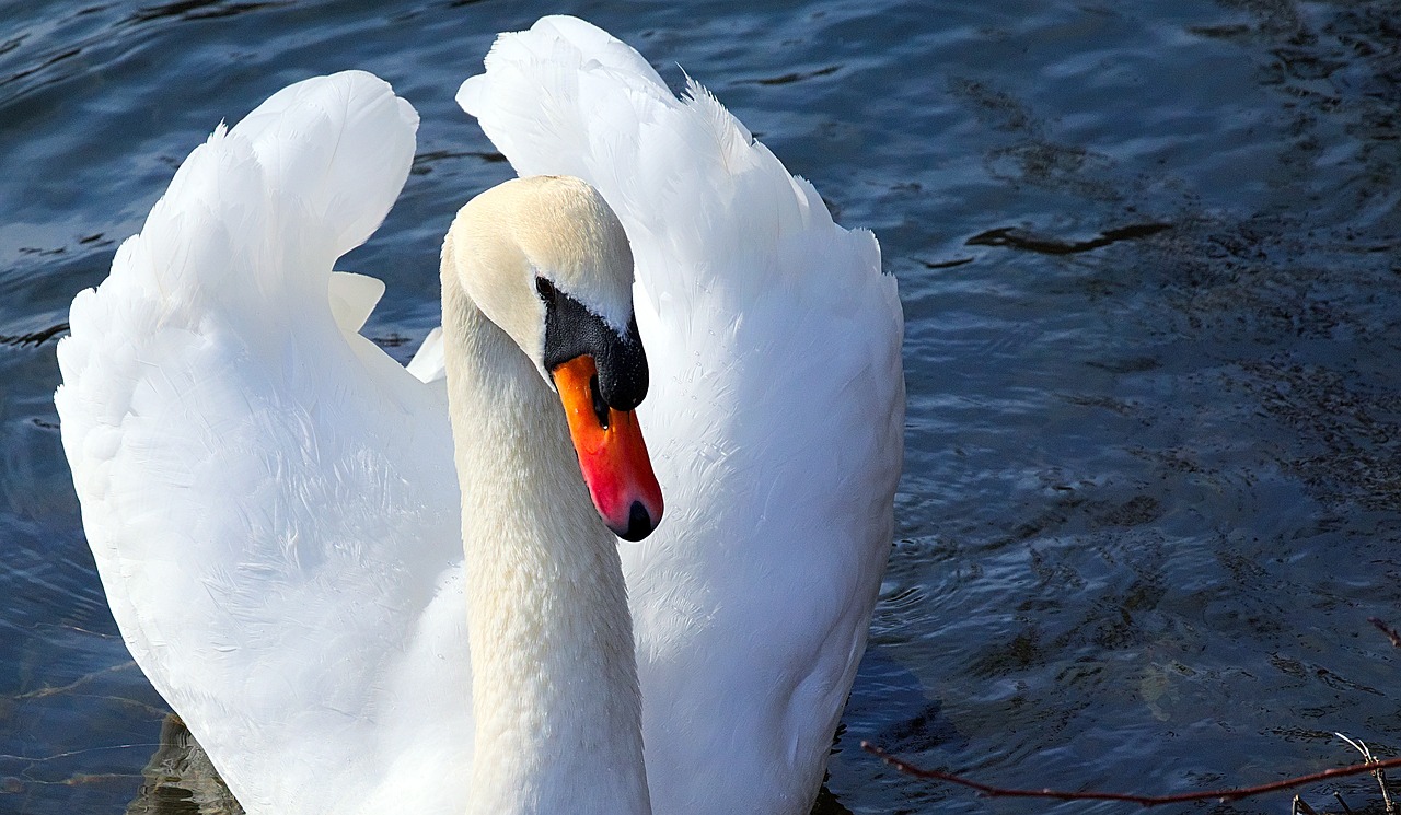 swan  white  close up free photo
