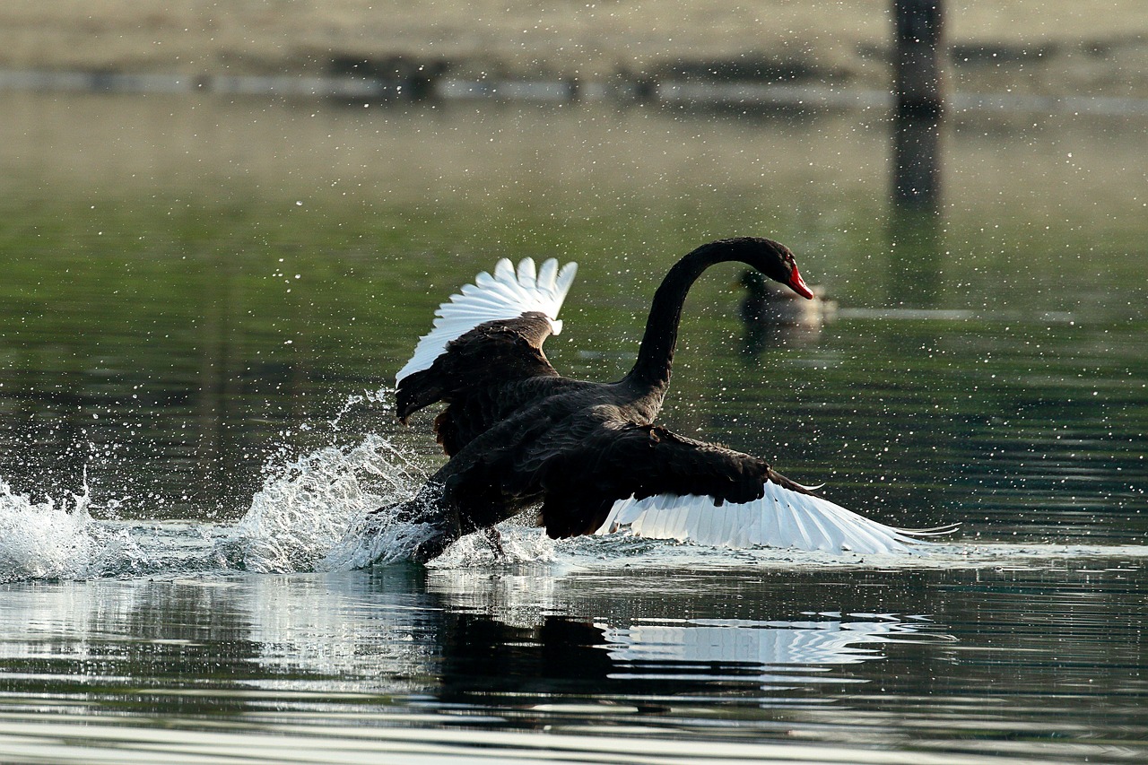 swan  nero  waters free photo