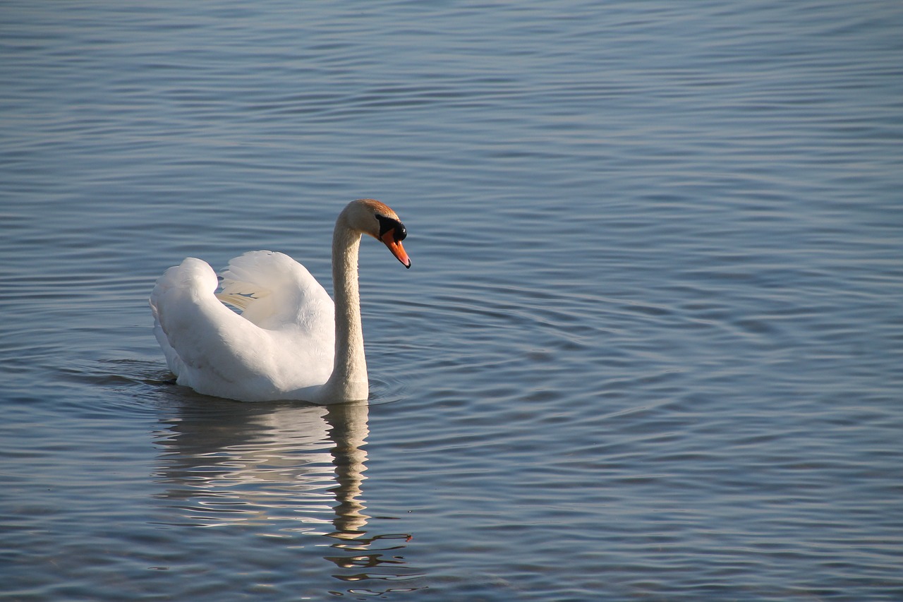 swan  water  lake free photo