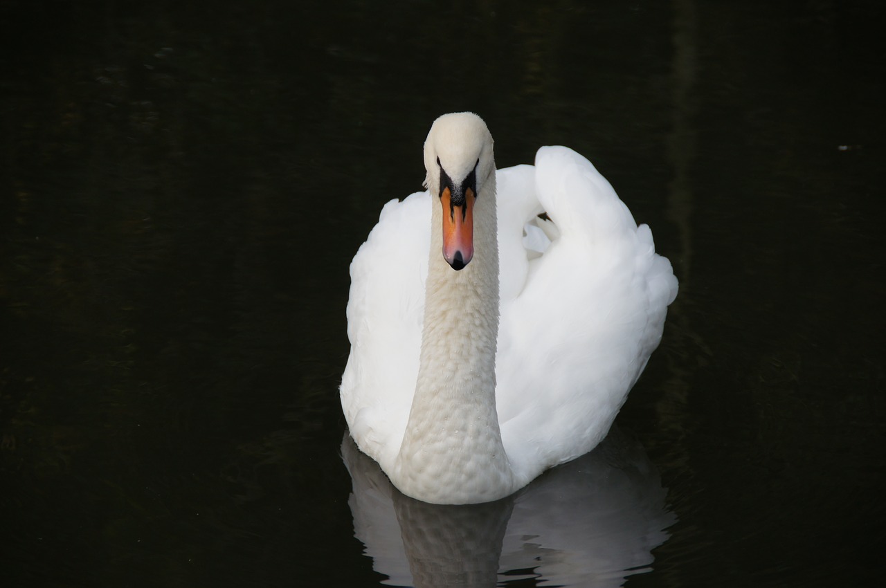 swan  water  nature free photo