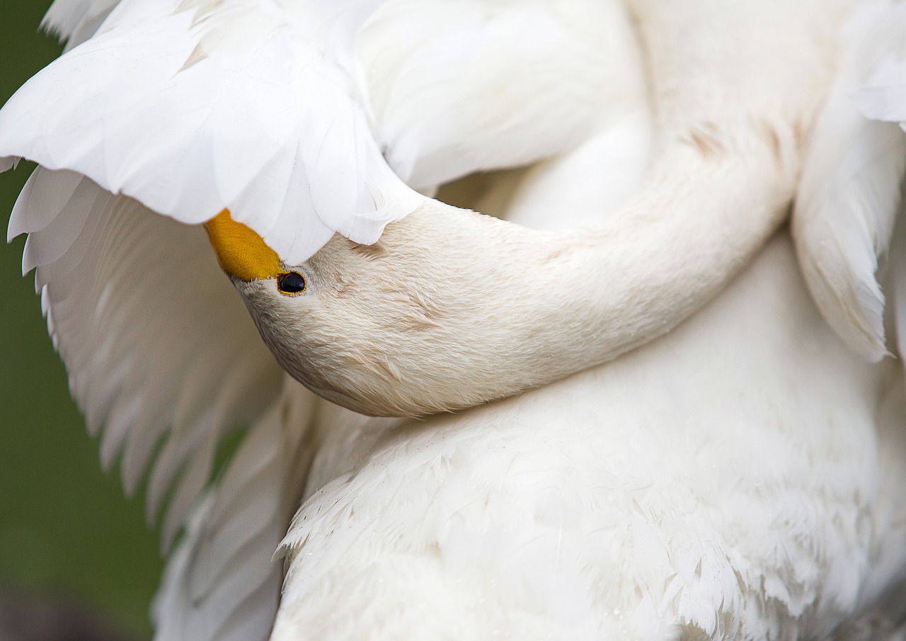 swan  bird  zoo free photo