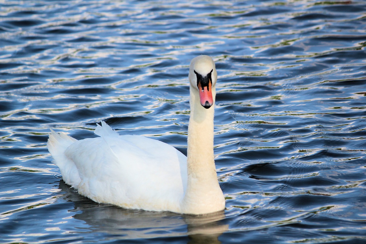 swan  bird  noble free photo