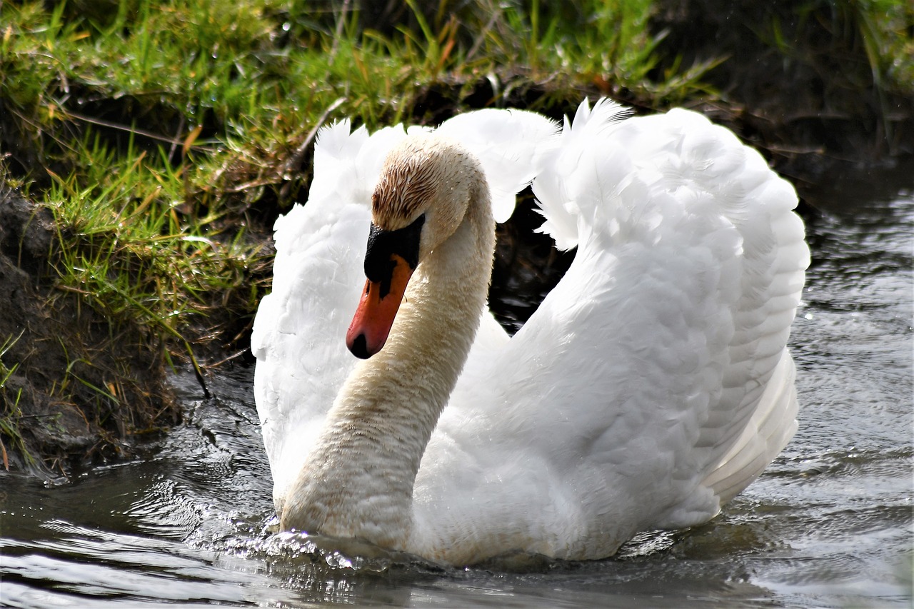 swan  close up  portrait free photo