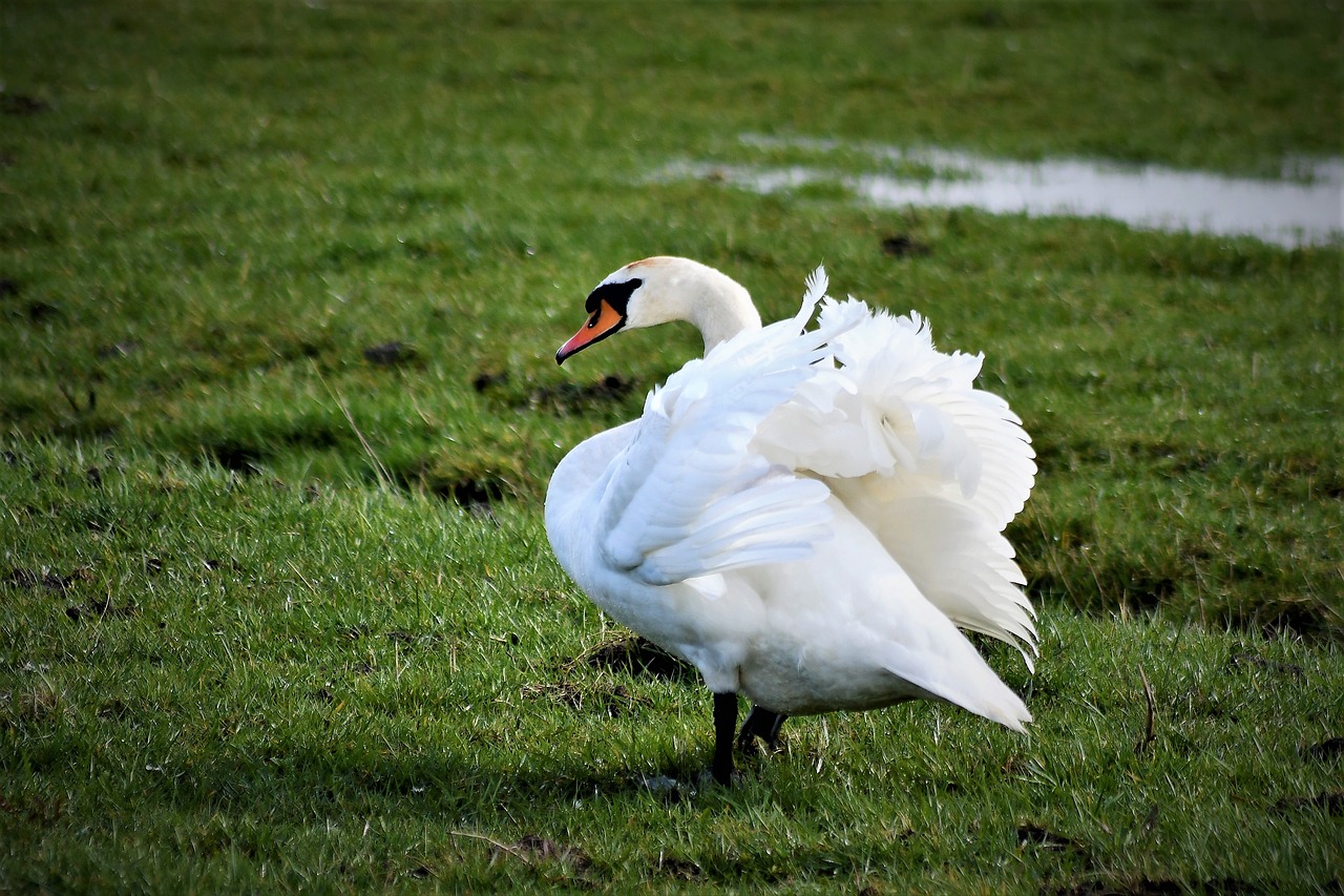 swan  close up  portrait free photo