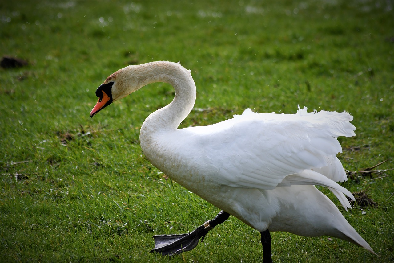 swan  close up  portrait free photo