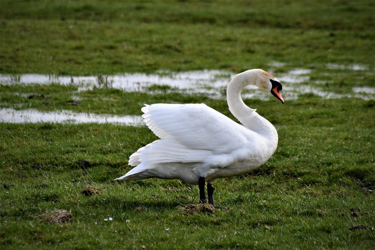 swan  close up  portrait free photo