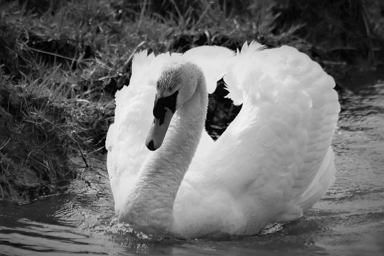 swan  water bird  nature free photo