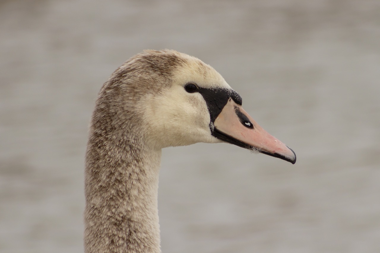 swan  cam  water bird free photo