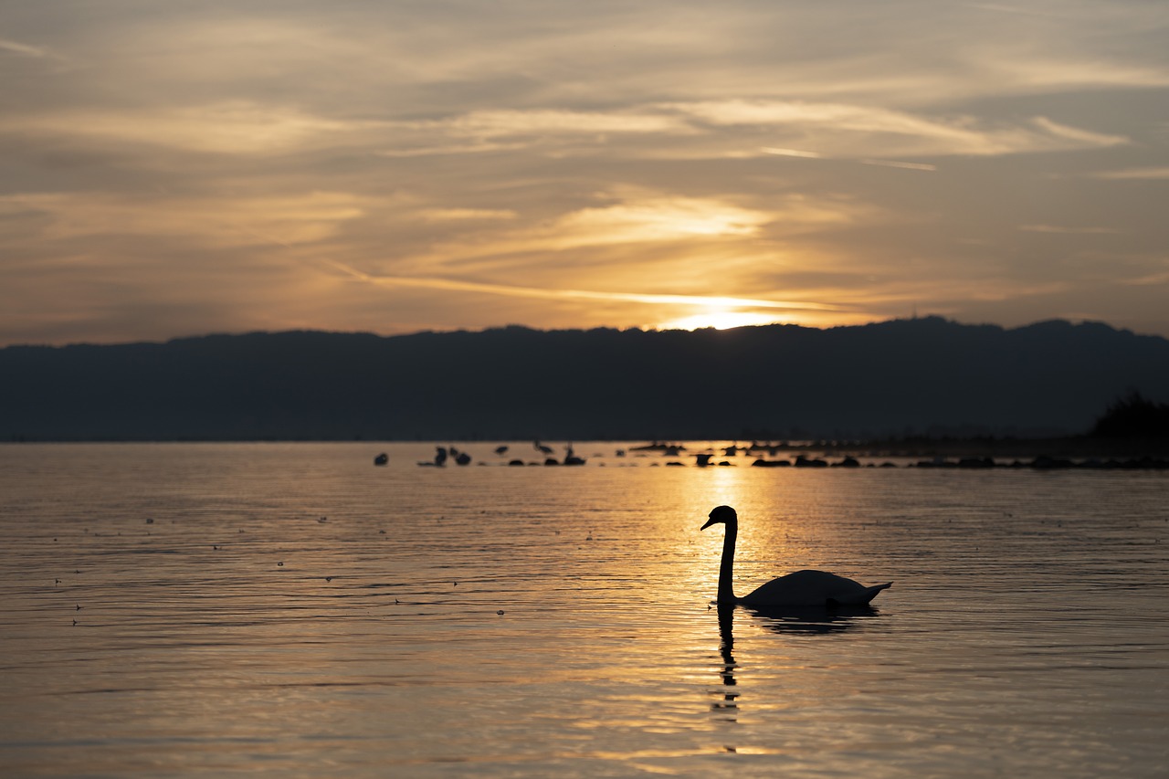 swan  lake constance  brine free photo