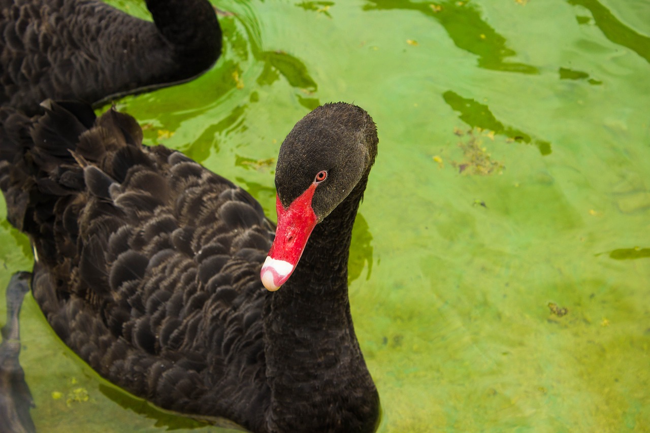 swan  water  lake free photo