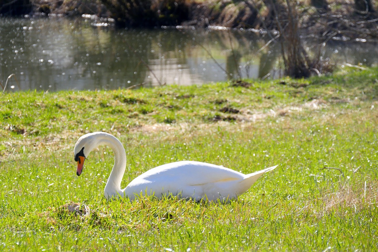 swan  nature  water free photo