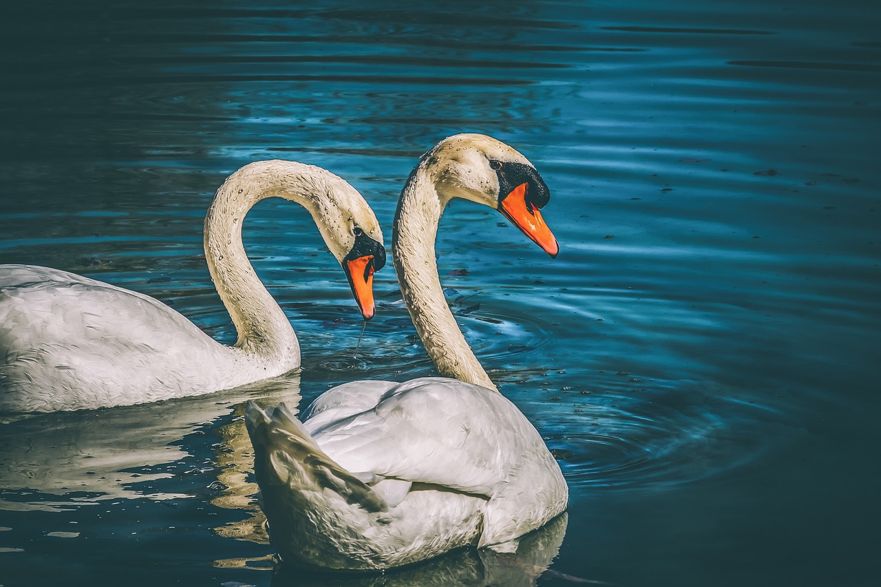 swan  animal  water bird free photo