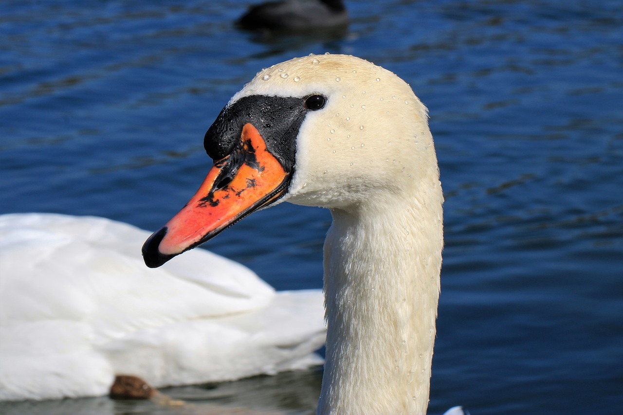 swan  animal  water free photo