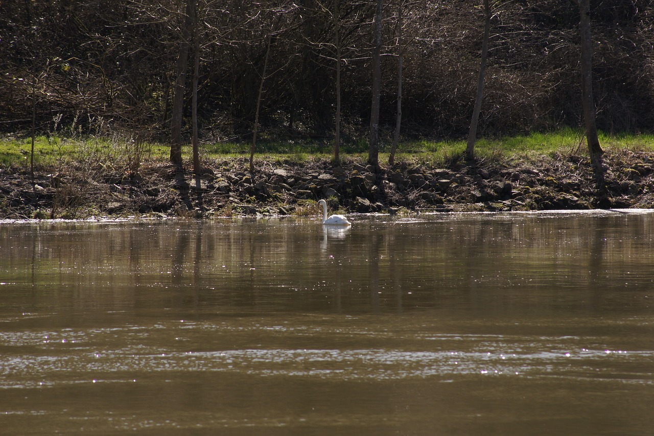 swan  water  mosel free photo