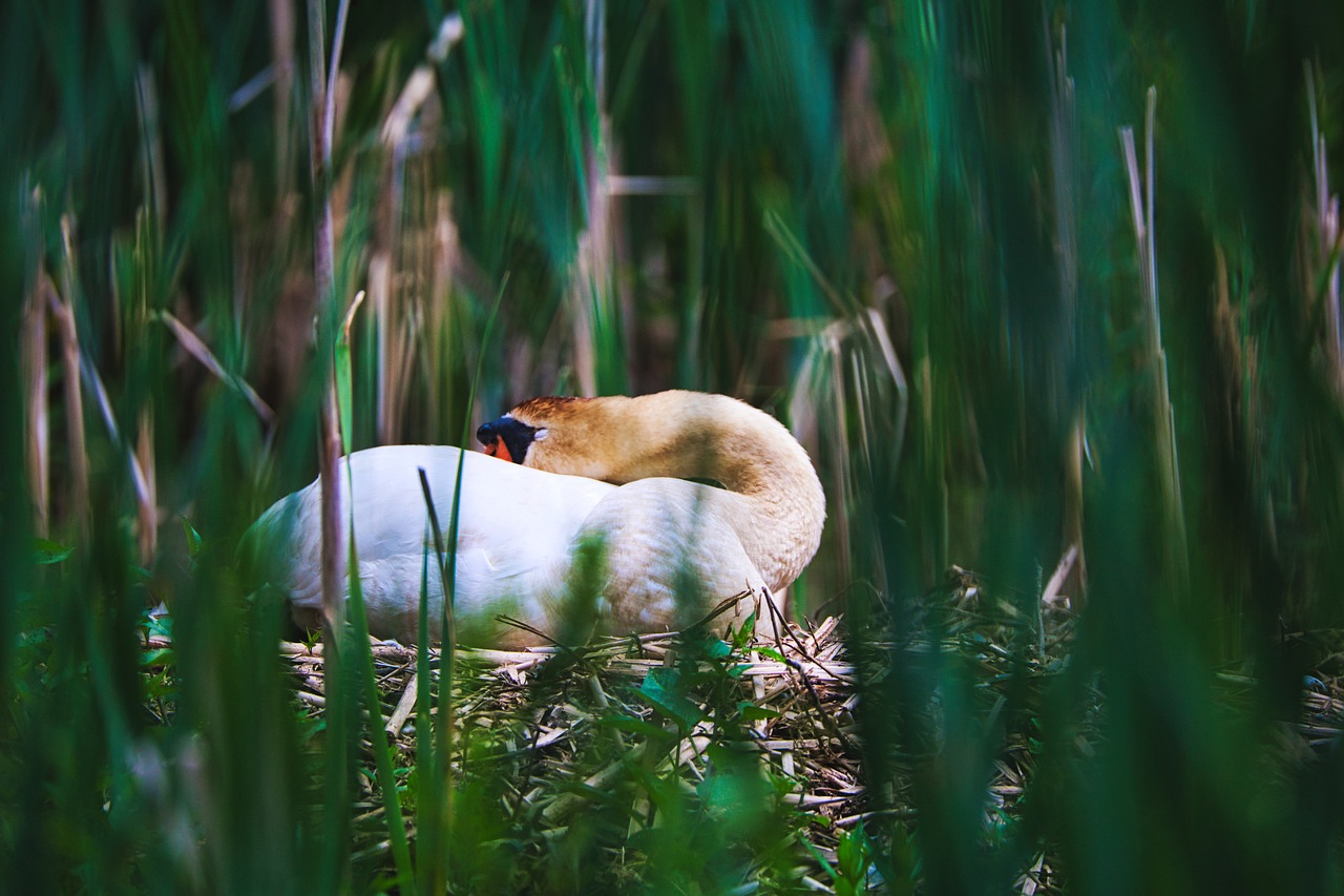 swan  nest  breed free photo