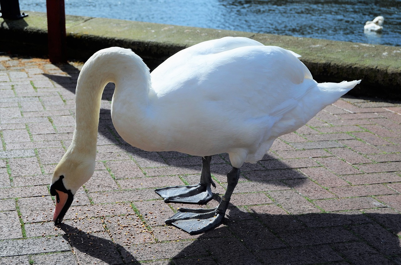 swan  river  water free photo