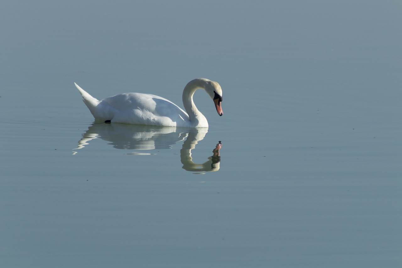 swan  cam  bird free photo