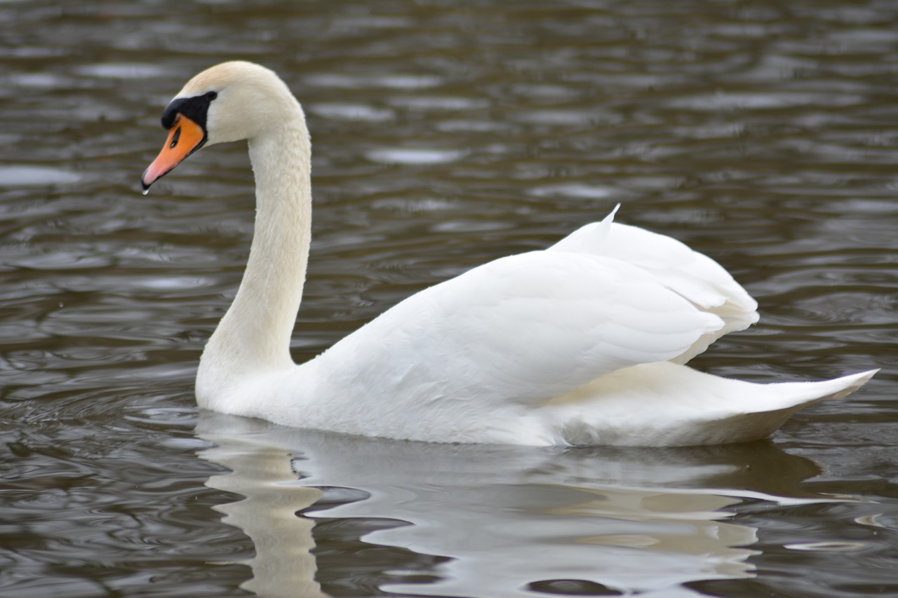 swan  national bird  denmark free photo