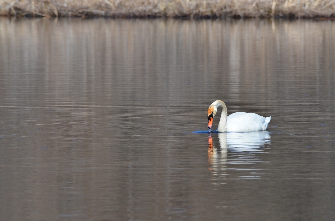 swan  bird  waterfowl free photo