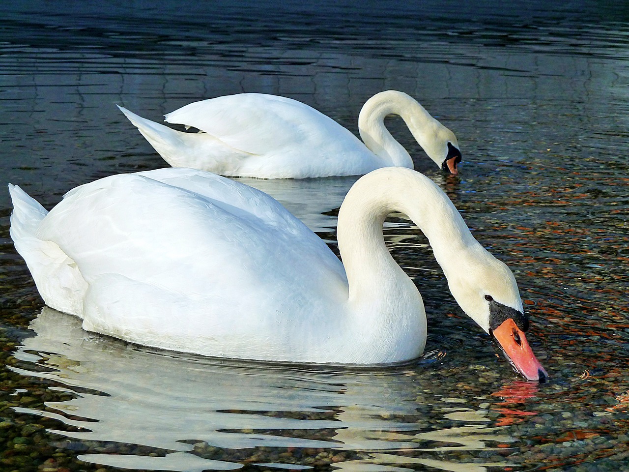 swan  water  sea free photo