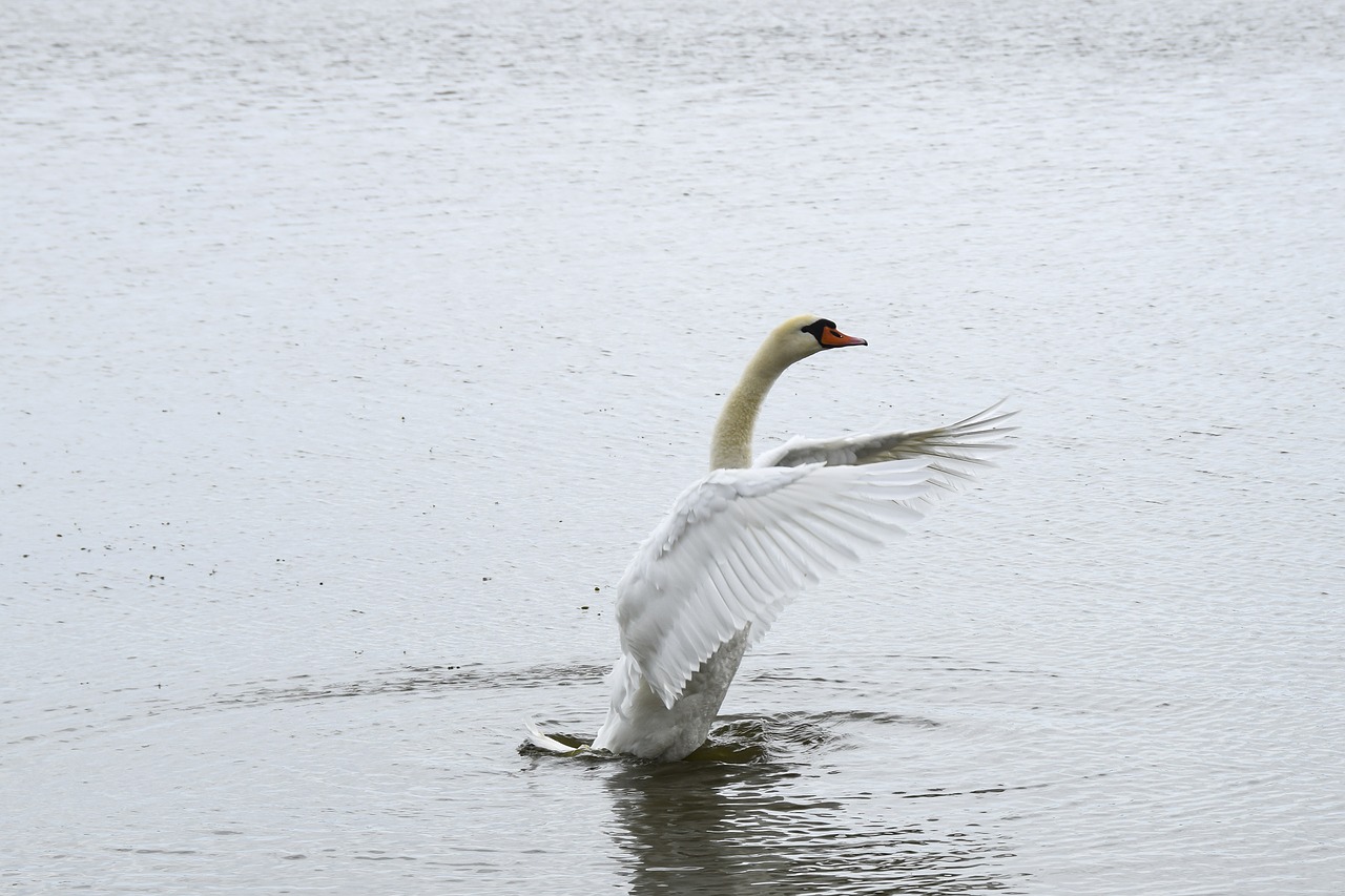 swan  bird  white free photo