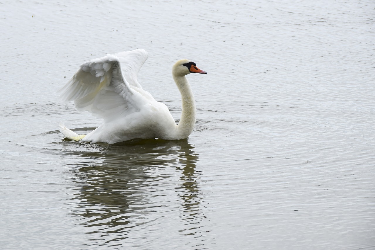 swan  bird  white free photo