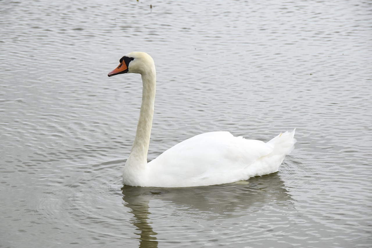 swan  bird  white free photo