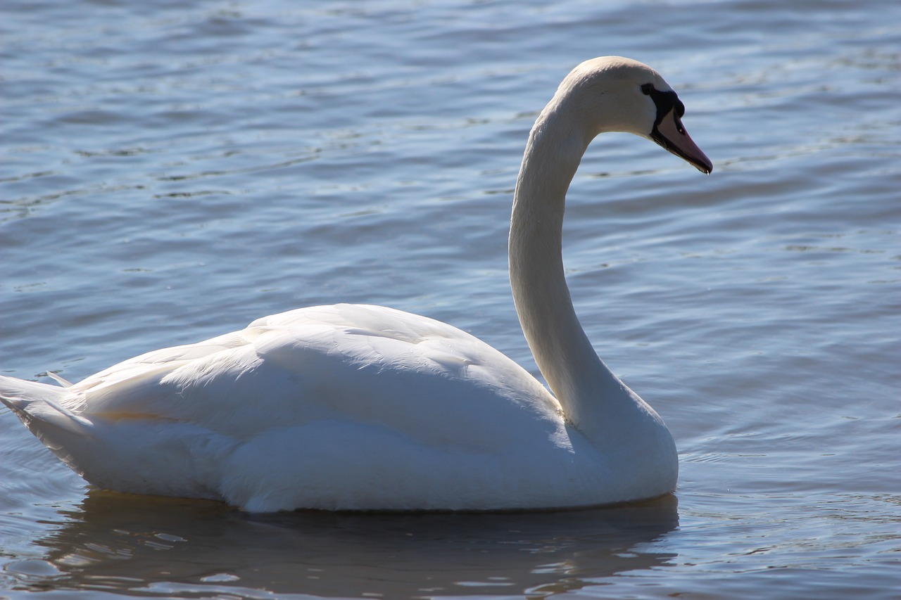 swan  white  water free photo