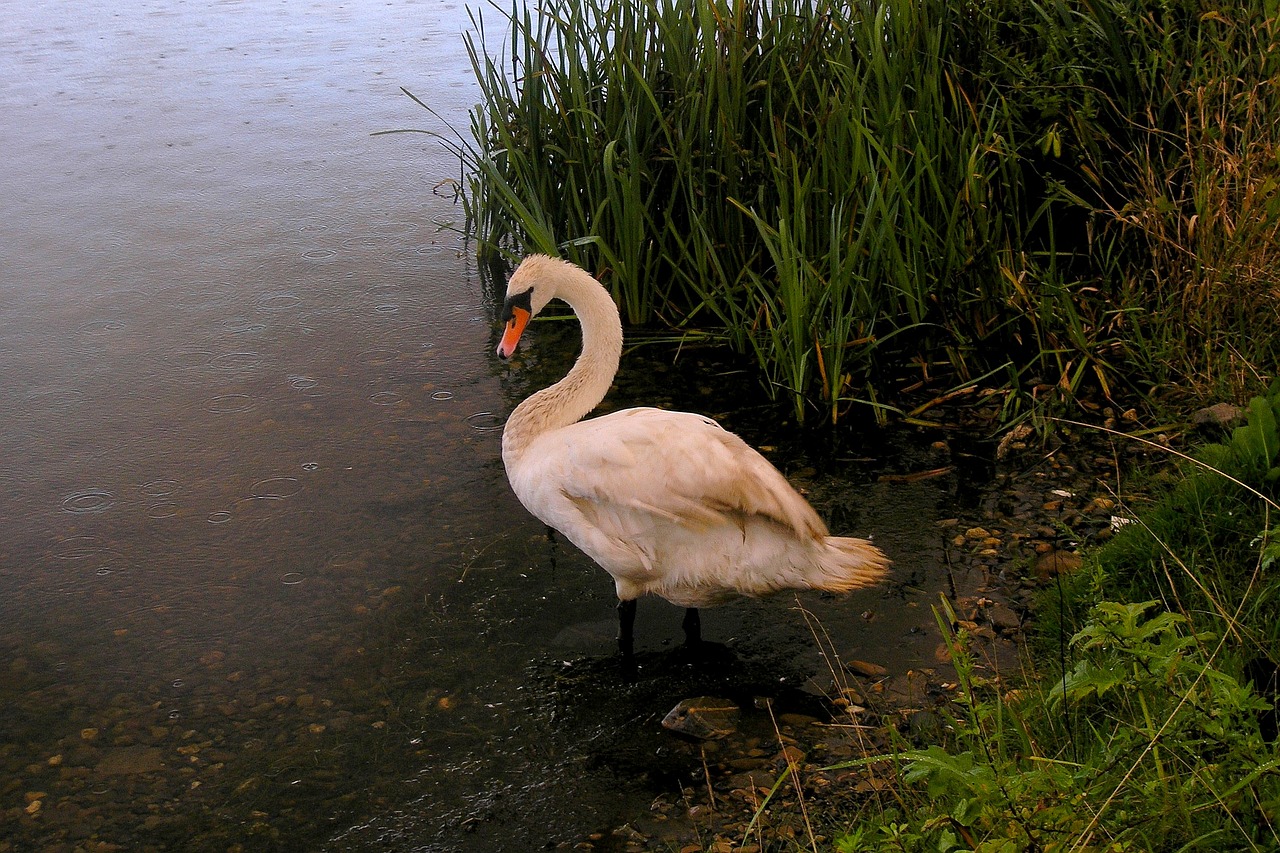 swan  rain  nature free photo