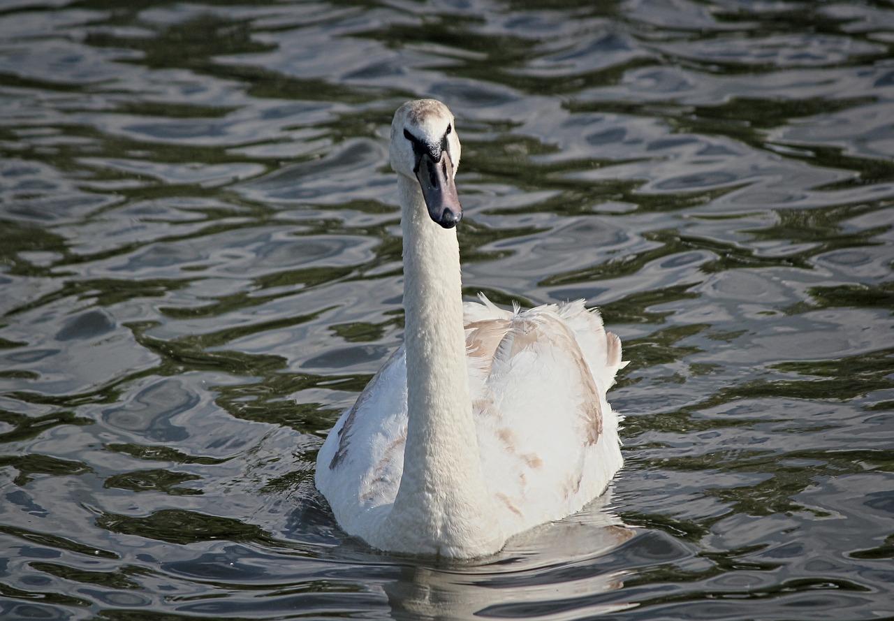 swan  large  bird free photo
