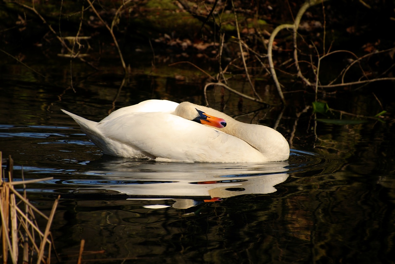 swan  bird  water bird free photo